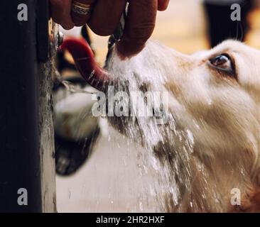 Détail d'un chien buvant dans une fontaine Banque D'Images