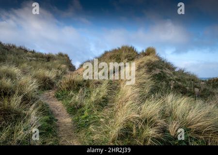 Lumière de l'après-midi sur les dommages graves causés par l'activité humaine au système fragile de dunes de sable délicates de Crantock Beach à Newquay, en Cornouailles. Banque D'Images