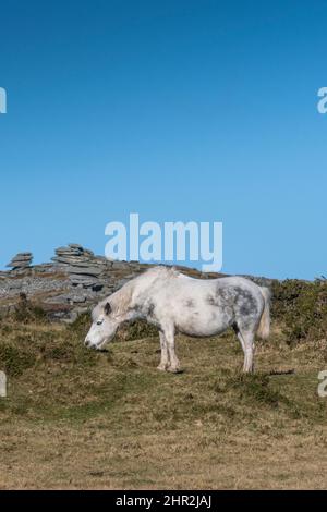 Un poney bodmin sauvage emblématique qui boit sur les Craddock Downs sur la bodmin Moor dans les Cornouailles. Banque D'Images