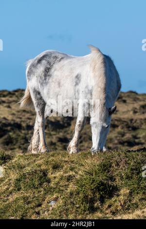 Un poney de Bodmin emblématique qui boit sur les quais de Craddock Downs sur la robuste Bodmin Moor à Cornwall au Royaume-Uni. Banque D'Images