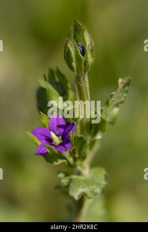 Legousia hybrida, Norfolk, Royaume-Uni Banque D'Images