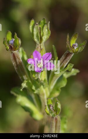 Legousia hybrida, Norfolk, Royaume-Uni Banque D'Images