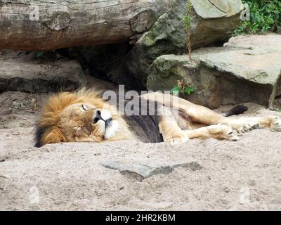 Le lion est couché sur le sable en face des rochers et du corps de l'arbre, le lion dormant sur un sol sablonneux dans un zoo, le gros chat se repose calmement Banque D'Images