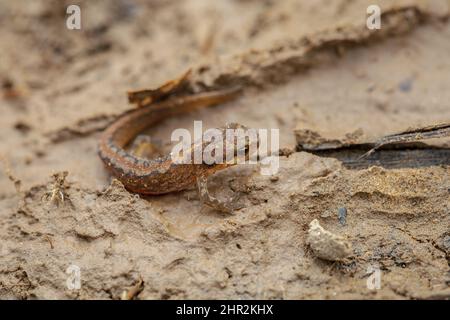 Palmate Newt (Lissotriton helveticus), Piedrafita, Pyrénées espagnoles Banque D'Images