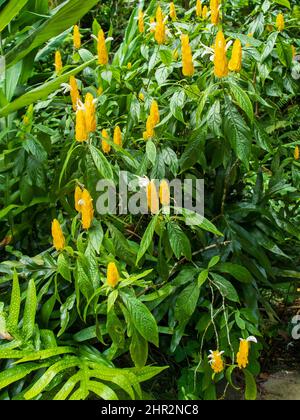 La fleur de pachystachys lutea, connue sous le nom de plante de crevettes d'or ou de Lollipop Banque D'Images