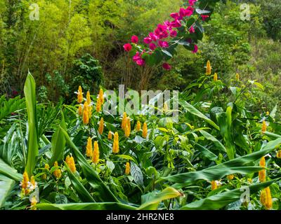 La fleur de pachystachys lutea, connue sous le nom de plante de crevettes d'or ou de Lollipop Banque D'Images