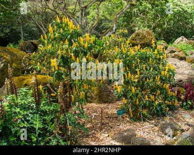 La fleur de pachystachys lutea, connue sous le nom de plante de crevettes d'or ou de Lollipop Banque D'Images