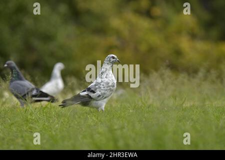 Pigeon domestique (Columba livia domestica) sur l'herbe dans le parc Santa Catarina situé à Funchal Madère Portugal. Banque D'Images