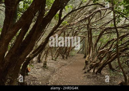 Sentier de randonnée à travers l'ancienne forêt de Laurier d'Anaga Rural Park dans le nord-est de Tenerife îles Canaries Espagne. Banque D'Images