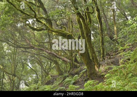 Arbres couverts de mousse et de lichen, forêt de Laurier du parc rural d'Anaga dans le nord-est des îles Canaries de Ténérife. Banque D'Images