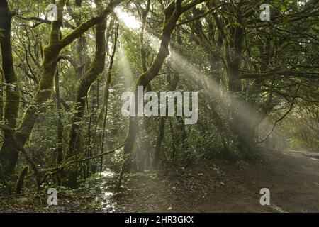 La lumière du soleil pénètre à travers les arbres couverts de mousse et de lichen, sentier de randonnée dans le parc rural d'Anaga dans le nord-est des îles Canaries de Ténérife. Banque D'Images