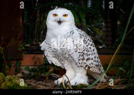 Un hibou enneigé captif dans une cage dans un zoo ou un centre de la faune Banque D'Images