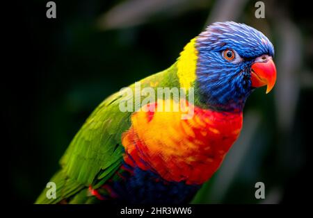 Close-up of a rainbow lorikeet Banque D'Images