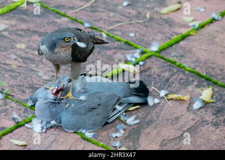 Un sparrowhawk eurasien sauvage mangeant et se tenant sur la carcasse de sa proie, un pigeon en bois commun Banque D'Images