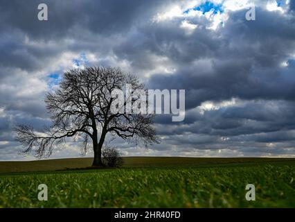 25 février 2022, Brandebourg, Stützkow: Les nuages se délellent sur le paysage vallonné dans le parc national de la vallée inférieure de l'Oder. Le parc national de Lower Oder Valley a été créé en 1995 après cinq années de préparation et couvre une superficie de 10 500 hectares. La vallée de l'Oder est l'un des derniers paysages de plaine inondable de rivière presque naturelle dans l'ouest de l'Europe centrale avec une variété d'espèces animales et végétales menacées. Photo: Patrick Pleul/dpa-Zentralbild/ZB Banque D'Images