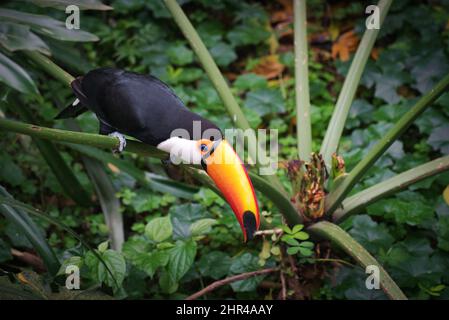 Photo de l'oiseau Tucano sur les chutes d'iguazu au Brésil Banque D'Images