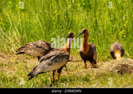 Goias, Brésil – 24 février 2022 : heristicus caudatus. Quatre oiseaux au milieu de l'herbe se nourrissant. Banque D'Images