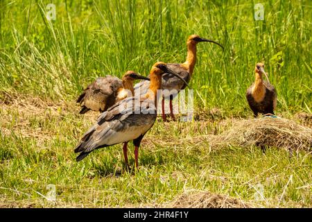 Goias, Brésil – 24 février 2022 : heristicus caudatus. Quatre oiseaux au milieu de l'herbe se nourrissant. Banque D'Images