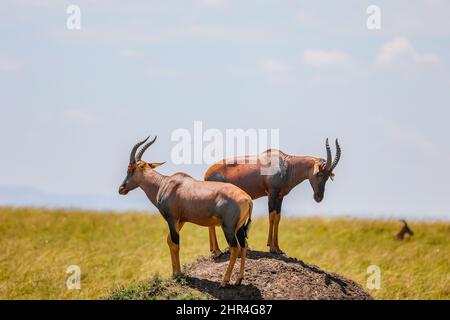 Deux Topas regardent un tas dans le Maasai Mara au Kenya Banque D'Images