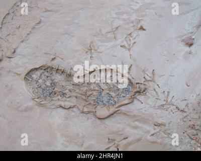 Empreintes humaines et d'oiseaux. Traces d'un homme et d'un oiseau marqués dans la boue fraîche d'une rue. Banque D'Images