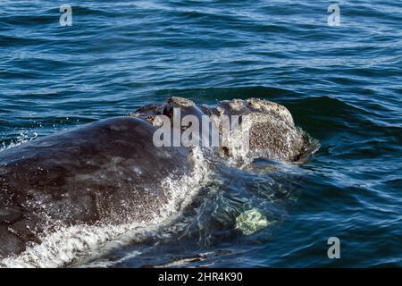 Baleine noire du sud près de la péninsule de Valdes, Argentine Banque D'Images