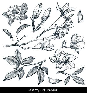 Illustration d'esquisse de la branche en fleurs Magnolia dessinée à la main. Belles plantes de printemps et fleurs isolées sur fond blanc. Dessin nature florale Illustration de Vecteur
