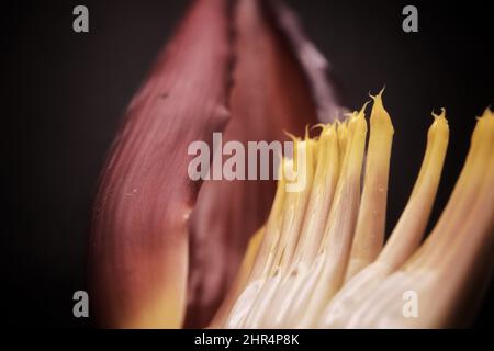 Gros plan de fleurs banana en clair sur fond sombre Banque D'Images