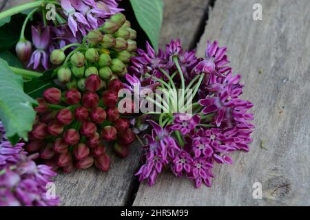 Herbe à lait violette en fleur (Asclepias purpurascens) Banque D'Images