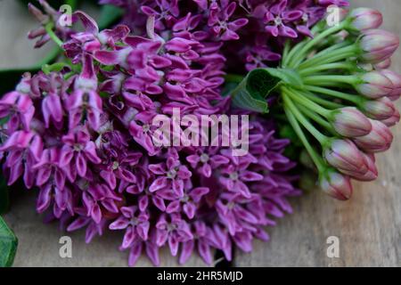 Herbe à lait violette en fleur (Asclepias purpurascens) Banque D'Images