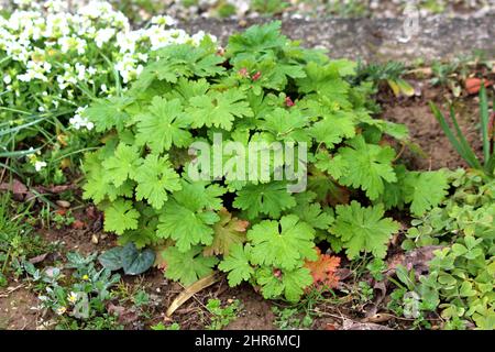 Géranium biracine ou géranium macrorrhizum ou géranium bulgare ou grue de roche - plante à fleurs ornementale avec de grandes feuilles de palmate à lobes verts Banque D'Images