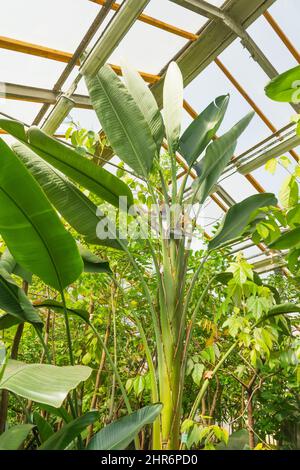 Grande Strelitzia nicolai, à l'intérieur d'une villa tropicale en serre Banque D'Images