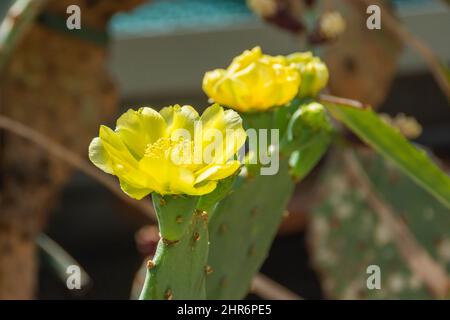 Cactus de poire pickly gros plan avec des fruits de couleur jaune, épines de cactus Banque D'Images