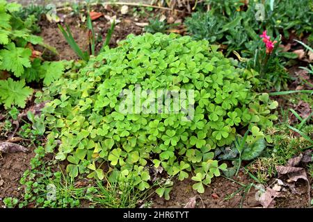 Bonne chance plante ou Oxalis tetraphylla ou croix de fer croix de fer ou de fleurs ou d'oxalis fleurs rouge ou plante vivace bulbeuse Banque D'Images