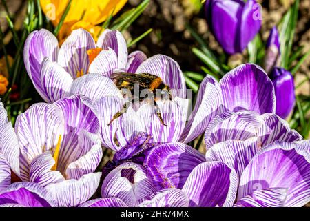 Une abeille sur une fleur de Crocus violet chargée de pollen Banque D'Images