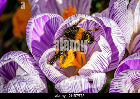 Une abeille sur une fleur de Crocus violet chargée de pollen Banque D'Images