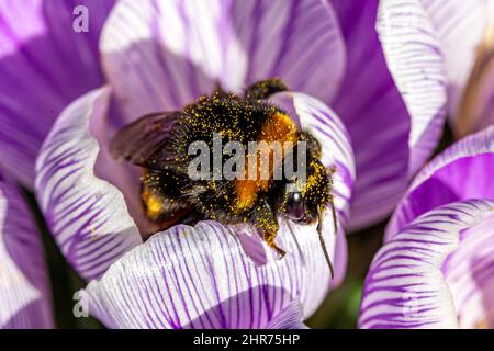 Une abeille sur une fleur de Crocus violet chargée de pollen Banque D'Images