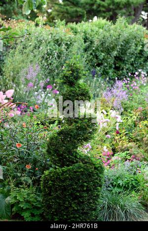 tagus,arbre à coudre,spirale,forme circulaire,en,forme,de,clip,clippé,topiaire,train,formé,jardin formel,conception de jardin,jardinage,jardins,RM floral Banque D'Images