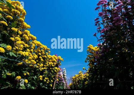 Motif chrysanthème dans le parc de fleurs. Groupe de fleurs de chrysanthème orange. Magnifique chrysanthème comme image d'arrière-plan. Papier peint chrysanthème Banque D'Images