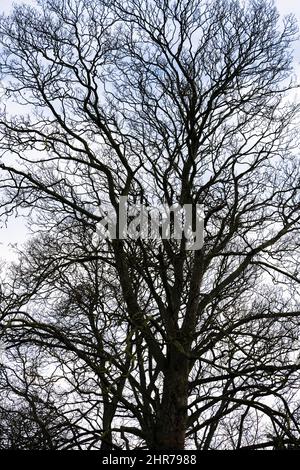 En hiver, à Peterborough, Cambridgeshire, en Angleterre, on regarde les gratte-ciel à travers un arbre sans feuilles Banque D'Images