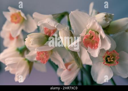 Gros plan sur une jolie fleur de jonquilles blanche. Banque D'Images