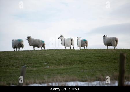 Pentland, Écosse. ROYAUME-UNI. 25th févr. 2022. Météo à Pentland après une journée ensoleillée. Écosse. Photo : la détente des moutons dans le champ de la Pentland. Scotland pic Credit: Pako Mera/Alay Live News Banque D'Images