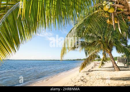 Plage de palmiers et mer turquoise à ' Playa Larga ' près de la baie des cochons dans la région de Matanzas à Cuba - vue grand angle de lieu de destination exclusive avec le blanc Banque D'Images