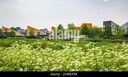 Tynaarlo, pays-Bas - des maisons récemment construites dans un quartier moderne et familial de banlieue à Eelderwolde dans Tynaarlo Drenthe, aux pays-Bas Banque D'Images