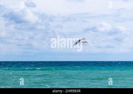 Gros mouette blanche volant au-dessus de l'eau de mer pendant la journée, photo de gros plan du grand mouette à dos noir Banque D'Images