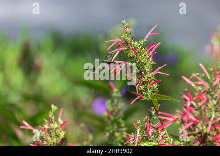 Hummingbird vole à proximité de fleurs rouges brillantes par une journée ensoleillée Banque D'Images