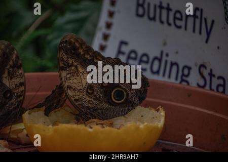 Un papillon des papillons / papillon des sorcières noires (Ascalapha odorata), un grand papillon de couleur foncée avec des ailes marron tachetées distinctives avec une grande tache plus bas. Banque D'Images