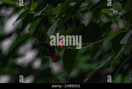 Mormon écarlate / Mormon rouge papillon (Papilio rumanzovia) se nourrissant d'une fleur rose. Banque D'Images