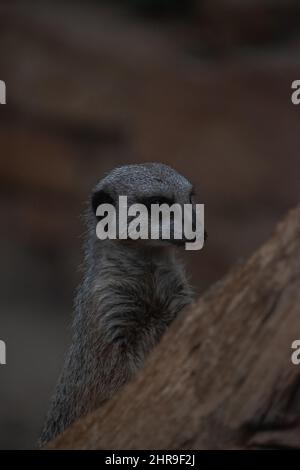 A Meerkat (Suricata suricata) / petite bernache dans sa posture debout et distictive, regardant de façon quasi-géante autour de son environnement. Banque D'Images