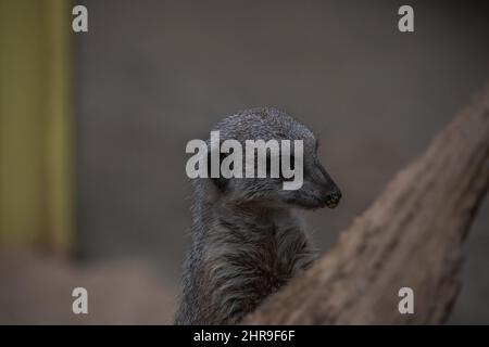 A Meerkat (Suricata suricata) / petite bernache dans sa posture debout et distictive, regardant de façon quasi-géante autour de son environnement. Banque D'Images