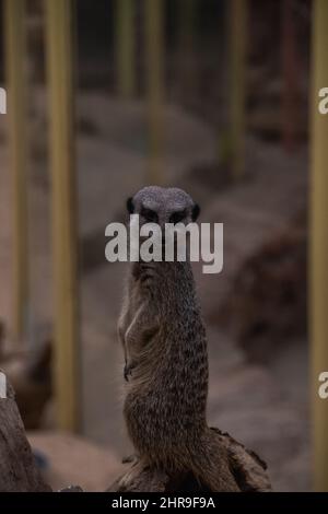 A Meerkat (Suricata suricata) / petite bernache dans sa posture debout et distictive, regardant de façon quasi-géante autour de son environnement. Banque D'Images